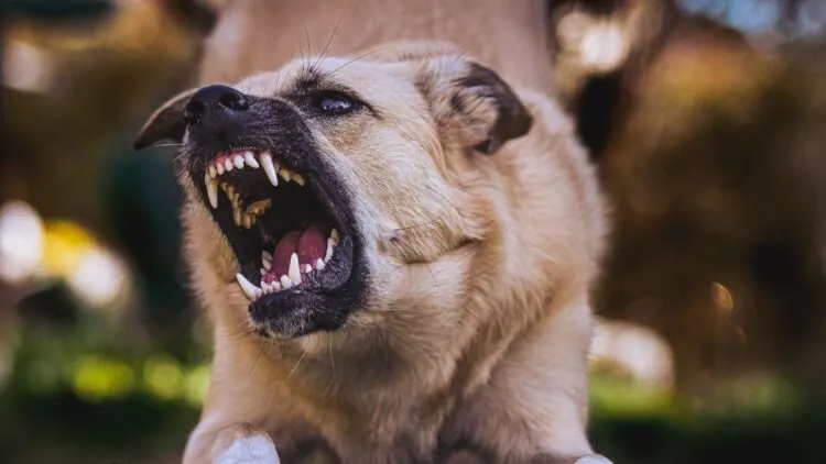 Campbell Law Firm, P.A. CLF | Who Is Liable for a Dog Bite in Mississippi? Owners, Landlords, and Other Responsible Parties